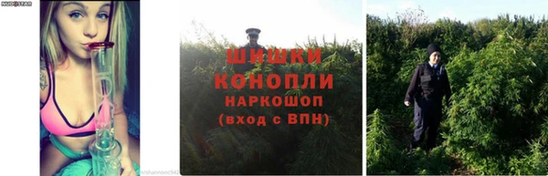 прущие грибы Армянск